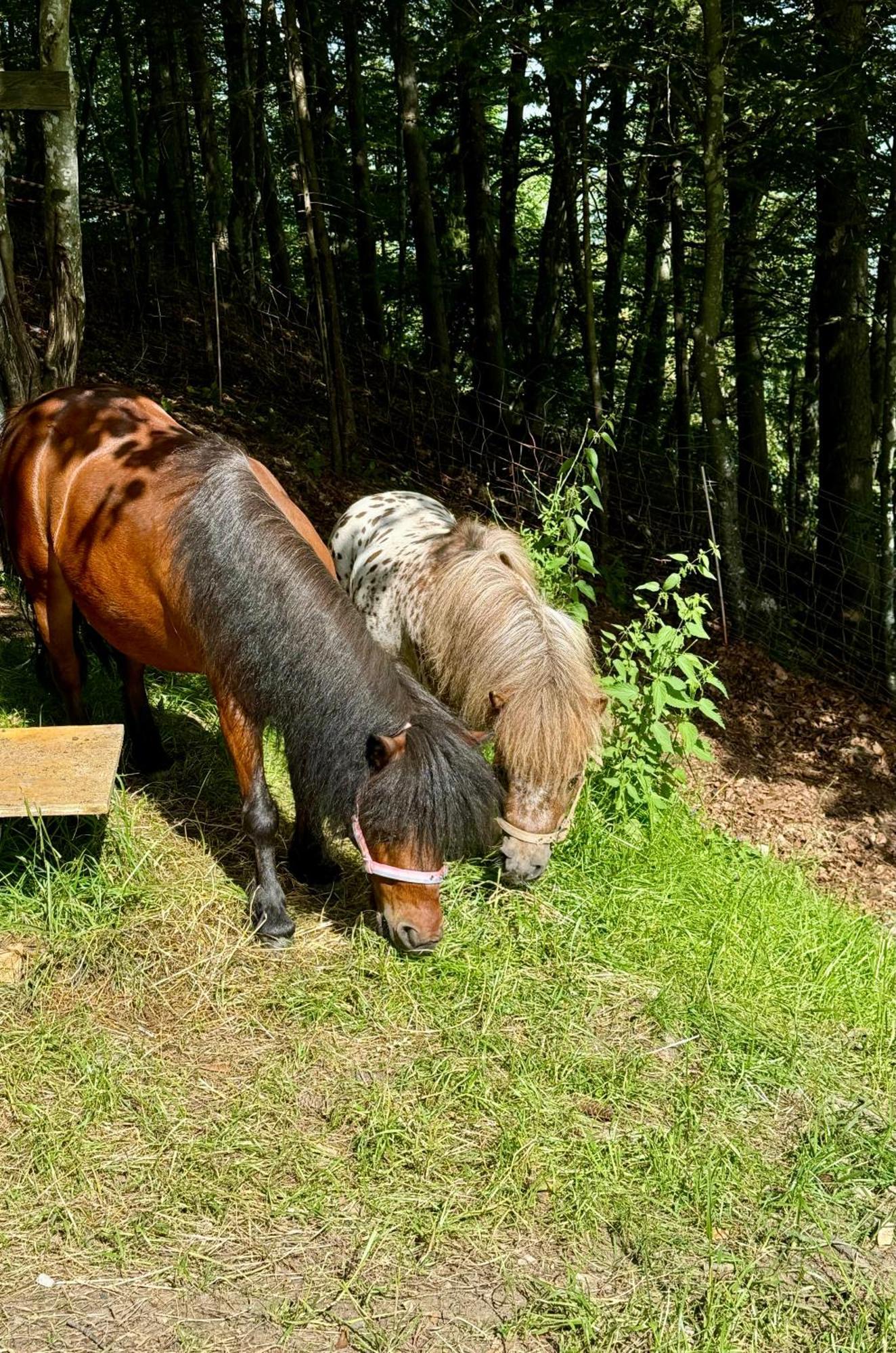 Koca Na Talezu Hotel Bled Kültér fotó