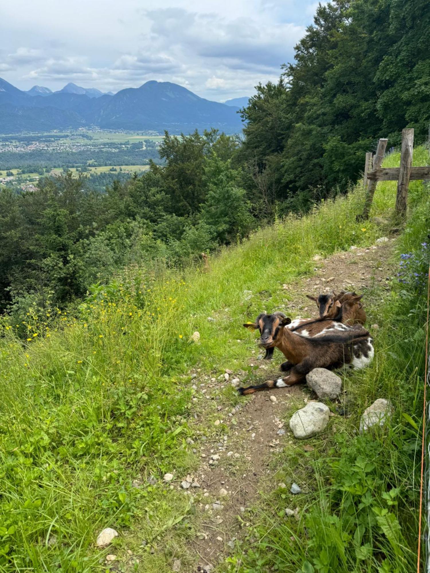 Koca Na Talezu Hotel Bled Kültér fotó