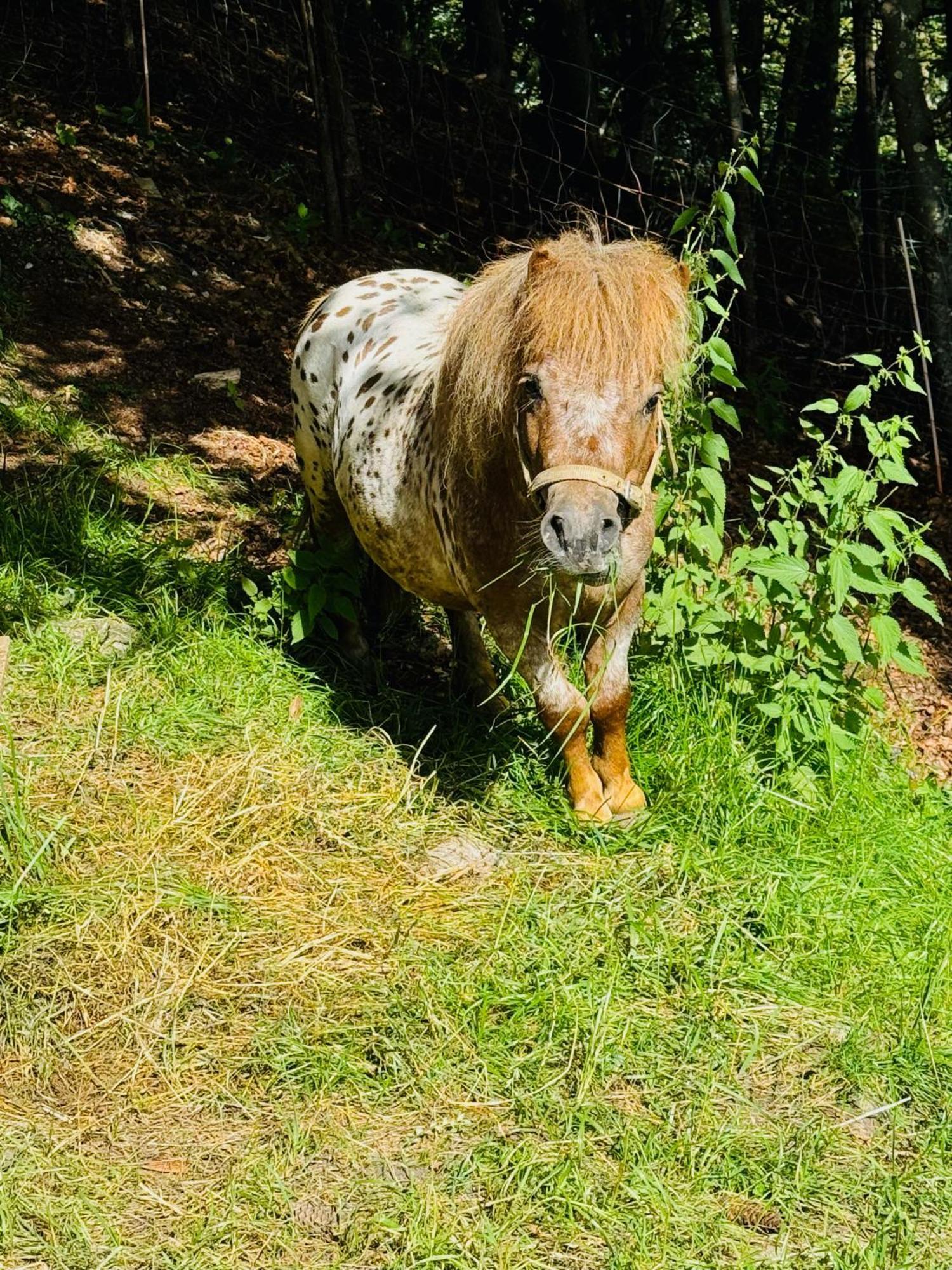 Koca Na Talezu Hotel Bled Kültér fotó